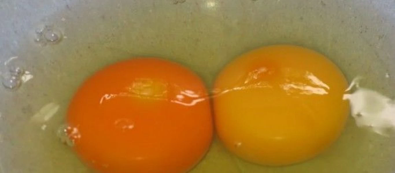 Εσύ ποιον κρόκο θα διάλεγες; - Δες τι σημαίνει!